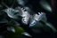 Placeholder: diaphanous transparent light butterfly with glowing center on dark grey leaves, ethereal, otherwordly, cinematic postprocessing, bokeh, dof