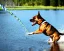 Placeholder: dog catching water