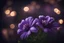 Placeholder: Beautiful purple flowers on a dark background with bokeh.