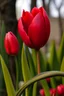 Placeholder: A large red tulip with several branches of a small red tulip