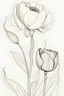 Placeholder: A ink drawing modern realism in fine line of a minimalist peony flower , a tulip and a poppy