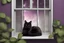 Placeholder: photo from An (black-purple cat) napping in a silver-white moonlights in windows, hyper-realistic, detailed, hypermaximalist, octane render, high textures, ultra realism, photorealistic, perfect symmetry, stunning