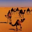 Placeholder: far away Camel walk in the desert