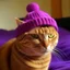 Placeholder: red cat wearing a purple hat