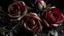 Placeholder: Dying roses