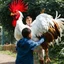 Placeholder: Niño con un gallo gigante