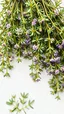 Placeholder: generate a lush bouquet of thyme on a white background