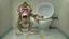 Placeholder: half monkey half human flushes toilet over and over