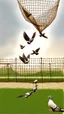 Placeholder: To may pigeons Flying together, carrying the net with them