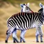 Placeholder: 2 cute baby zebra