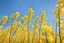 Placeholder: clear blue sky for top half, across Middle is canola flowers with green canola stems branches and leaves below, rapeseed sharp focus, realistic