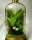 Placeholder: lush fern rainforest in a bell jar, symmetrical, warm colors, warm lighting, linen backdrop