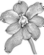 Placeholder: real massive Orchid flower coloring page