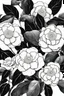 Placeholder: outline art of Camellia only black and white, no colour , White background. sketch style, clean line art, white background, no shadow and clear, no people, no colour, for book