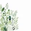 Placeholder: abstract herbs on a white background