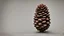 Placeholder: Christmas pinecone