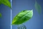 Placeholder: hi tech, fashion designer, 3d printing, sustainability, innovation, fashion, nature, leaf