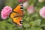 Placeholder: vibrant butterfly, its wings reflecting the rainbow, settled on a dew-kissed rose in a lush garden, with a warm and lively atmosphere"