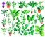 Placeholder: Vector plants and herb set illustration. Watercolor illustration color