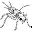 Placeholder: Cartoon outline, Bullet Ant, coloring pages, no color, highly detailed, black and white, white background, highly detailed