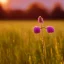 Placeholder: single long stem wild flower in a field, soft focus, golden hour, award winning landscape photography, nature photography, r/mostbeautiful