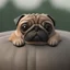 Placeholder: a pug on a big cheese