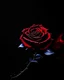 Placeholder: Deep red rose, black background, linear shapes