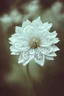 Placeholder: White lace flower with delicate lace petals, autochrome