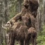 Placeholder: mammoth and man prehistoric savannah hunter