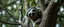 Placeholder: close up on member of sloth vampire flock climbing trees