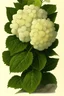 Placeholder: a botanical illustration of a hydrangea