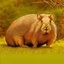 Placeholder: World's largest rodent