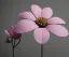 Placeholder: Flower 3d rendering