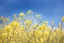 Placeholder: clear blue sky for top half, across Middle is canola flowers with canola stems branches and leaves below, rapeseed sharp focus, realistic