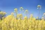 Placeholder: clear blue sky for top half, across Middle is canola flowers with canola stems branches and leaves below, rapeseed sharp focus, realistic