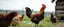 Placeholder: amish hen