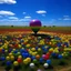 Placeholder: A photo of a field of balloons shaped as a flower, in the middle of a prarie.