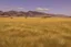 Placeholder: dry grass field by pantormo]