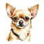 Placeholder: funny Chihuahua illustration, white bckground