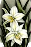 Placeholder: Lent lily, Narcissus pseudonarcissus, colored pencil drawing, smooth colors