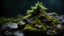 Placeholder: Christmas tree lights on a wet rock with moss and lichens,dark background,dramatic scene,