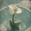 Placeholder: arum lily in a swimming pool, autochrome, sunny day