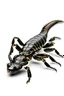 Placeholder: Black emperor Scorpio emblem on a burning landscape background With its Tail curled up behind his back ready to strike and from claws grasping under a storming sky with blue lightening striking around it