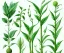 Placeholder: vector plants set illustration. watercolor white backdrop