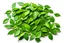 Placeholder: Many green tree leaves stacked on top of each other on a white background and seen from above