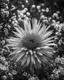 Placeholder: Atomic explosion made of flowers, ULTRA REALISTIC, B&W Photograph, cinematic, cinematic shot, dynamic composition, details, intricate detail, professional lighting, film lighting, 35mm, anamorphic, lightroom, cinematography, bokeh, lens flare, film grain, hdr10, 8k, Roger Deakins, incredibly detailed, reflect, sharpen