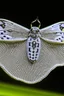 Placeholder: Moth / shark hybrid in :