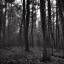 Placeholder: Diverse forest life noir