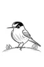 Placeholder: Simple on line draw for kids of a cute tiny cartoon 'American Redstart (bird)' inolated on white, white background, without color, black and white, full image