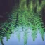 Placeholder: Reflection of ferns in pool of water, nature photography, calm, Zen, soft lighting